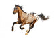 appaloosa stallion Wall Decal
