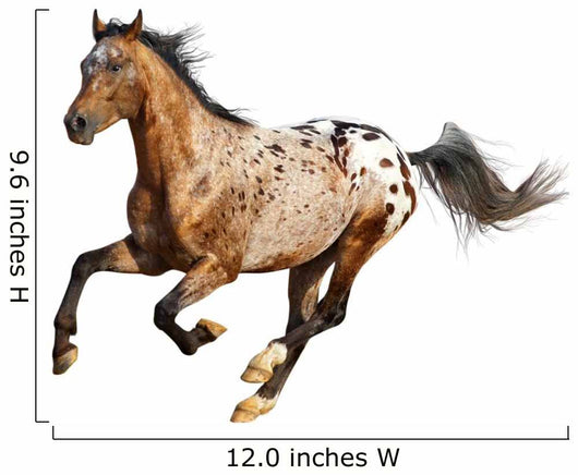appaloosa stallion Wall Decal