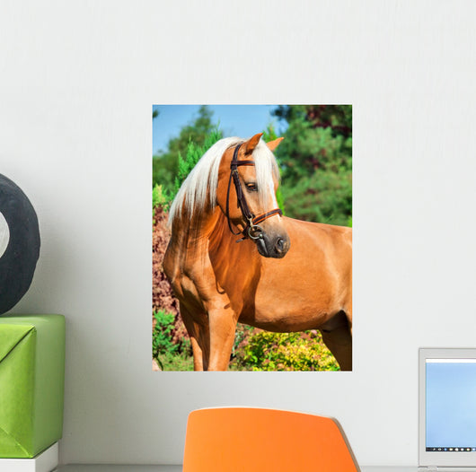 Portrait of Wonderful Palomino Welsh Pony 