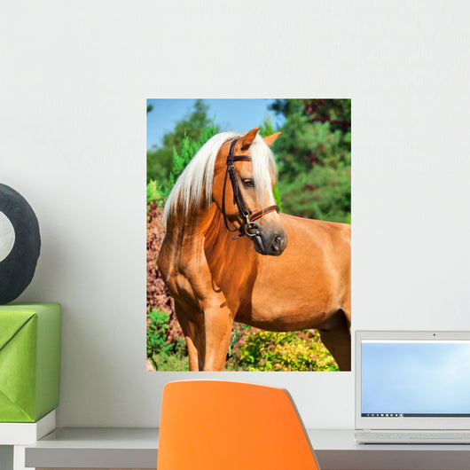 Portrait of Wonderful Palomino Welsh Pony 