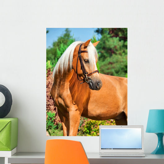 Portrait of Wonderful Palomino Welsh Pony 