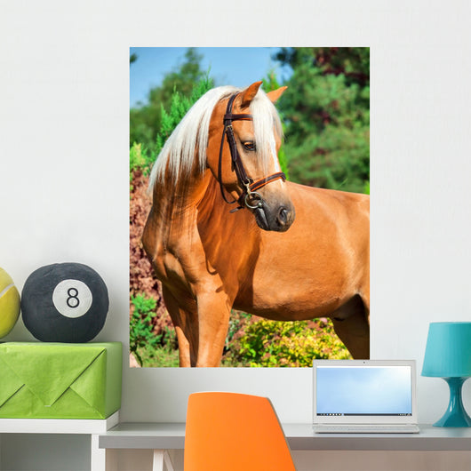 Portrait of Wonderful Palomino Welsh Pony 