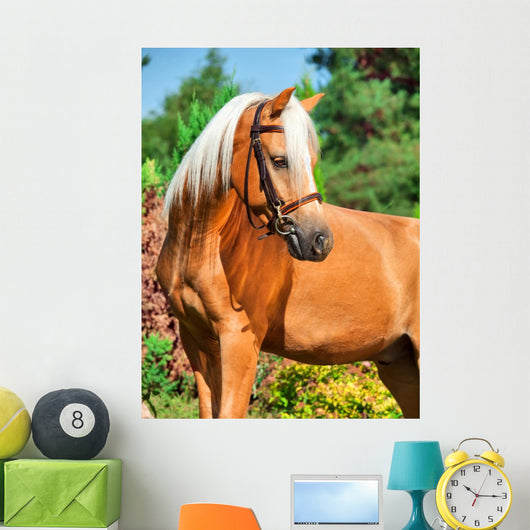 Portrait of Wonderful Palomino Welsh Pony 