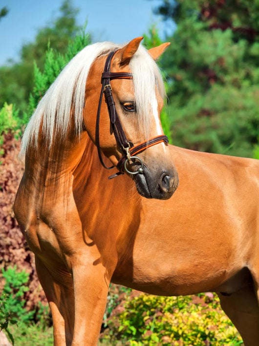 Portrait of Wonderful Palomino Welsh Pony 