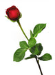 Single red rose on a white background Wall Decal