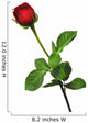 Single red rose on a white background Wall Decal