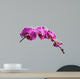 Purple Orchid Flowers Isolated on White Background 