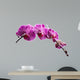 Purple Orchid Flowers Isolated on White Background 