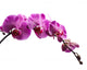 Purple Orchid Flowers Isolated on White Background 