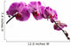 Purple Orchid Flowers Isolated on White Background 