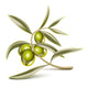 Green olives branch 