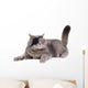 Cat Dressing in Pirate Costume Wall Decal