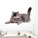 Cat Dressing in Pirate Costume Wall Decal