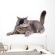 Cat Dressing in Pirate Costume Wall Decal