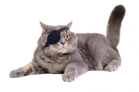 Cat Dressing in Pirate Costume Wall Decal