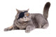Cat Dressing in Pirate Costume Wall Decal