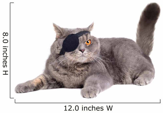 Cat Dressing in Pirate Costume Wall Decal