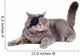 Cat Dressing in Pirate Costume Wall Decal