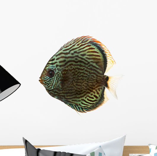 Side View of a Blue Snakeskin Discus, Symphysodon Aequifasciatus 