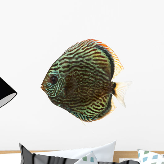Side View of a Blue Snakeskin Discus, Symphysodon Aequifasciatus 