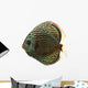 Side View of a Blue Snakeskin Discus, Symphysodon Aequifasciatus 