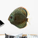 Side View of a Blue Snakeskin Discus, Symphysodon Aequifasciatus 