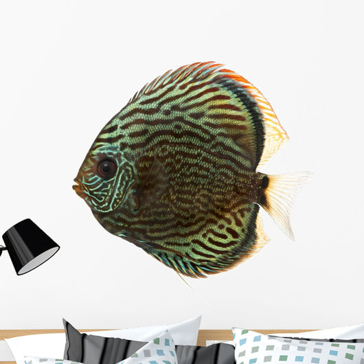 Side View of a Blue Snakeskin Discus, Symphysodon Aequifasciatus 