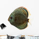 Side View of a Blue Snakeskin Discus, Symphysodon Aequifasciatus 
