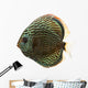 Side View of a Blue Snakeskin Discus, Symphysodon Aequifasciatus 