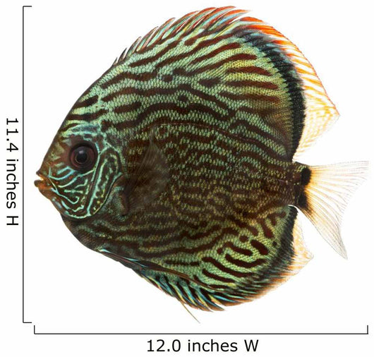 Side View of a Blue Snakeskin Discus, Symphysodon Aequifasciatus 