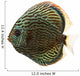 Side View of a Blue Snakeskin Discus, Symphysodon Aequifasciatus 