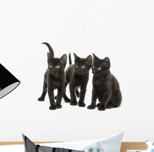 Group of Three Black Kittens Looking in the Same Direction 