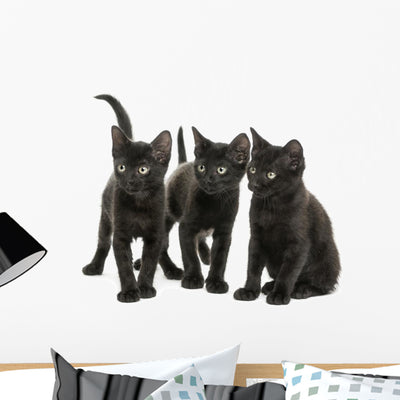 Group Three Black Kittens shown on a wall