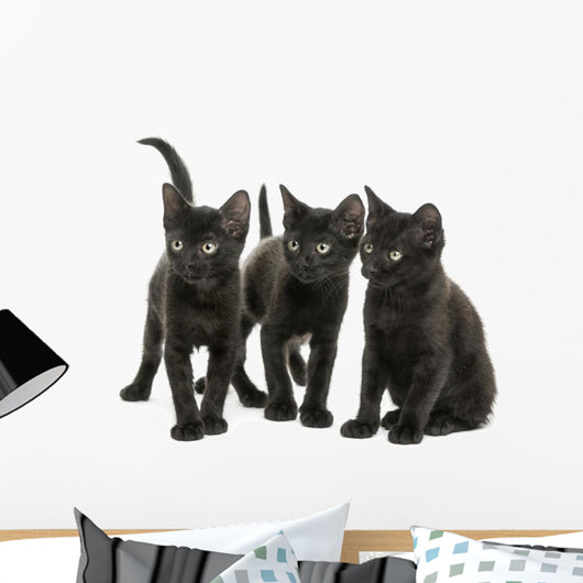 Group of Three Black Kittens Looking in the Same Direction 