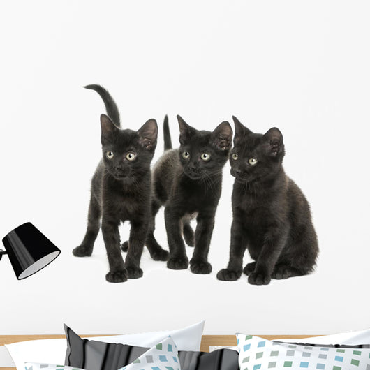 Group of Three Black Kittens Looking in the Same Direction 