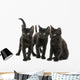 Group of Three Black Kittens Looking in the Same Direction 