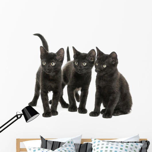 Group of Three Black Kittens Looking in the Same Direction 