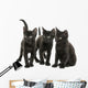 Group of Three Black Kittens Looking in the Same Direction 