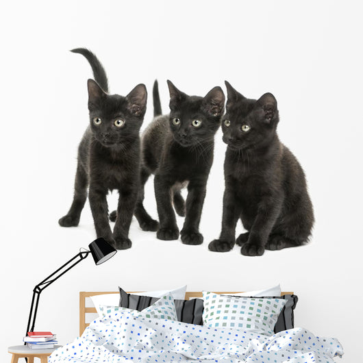 Group of Three Black Kittens Looking in the Same Direction 