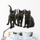 Group of Three Black Kittens Looking in the Same Direction 