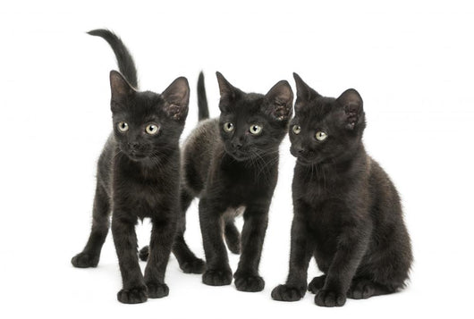 Group of Three Black Kittens Looking in the Same Direction 