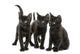 Group of Three Black Kittens Looking in the Same Direction 