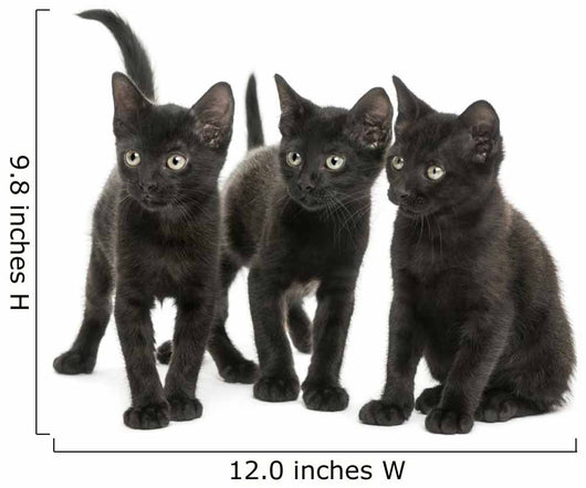 Group of Three Black Kittens Looking in the Same Direction 
