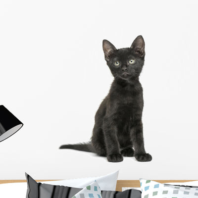 Black Kitten Sitting Looking shown on a wall