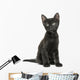 Black Kitten Sitting, Looking Up, 2 Months Old, Isolated 