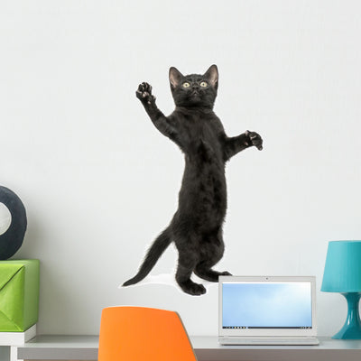 Black Kitten Standing Wall Decal shown on a wall