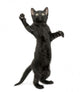 Black Kitten Standing Wall Decal