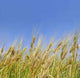 Wheat Field Wall Decal