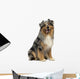 Australian shepherd blue merle, sitting, panting, 4 years old 