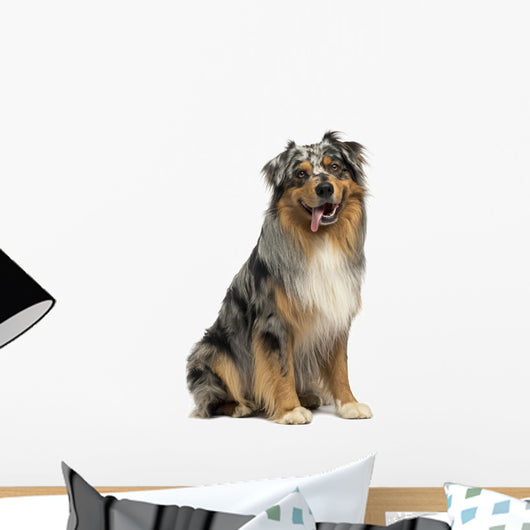 Australian shepherd blue merle, sitting, panting, 4 years old 